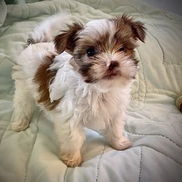 Shih Tzu, Shorkie, Yorkipoo, and Yorkshire Terrier Puppies from Little Rascal Ranch