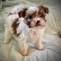 Shih Tzu, Shorkie, Yorkipoo, and Yorkshire Terrier Puppies from Little Rascal Ranch