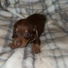 Chocolate female - Chocolate and tan female Dachshund puppy in Woodward, Oklahoma from Wiener Dreams Dachshunds