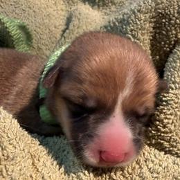 Bogart - Red male Pembroke Welsh Corgi puppy in Riverside, California from Four Aces Corgis
