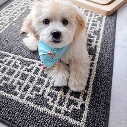 Shichon Puppies from Great Lakes Teddy Bear Dogs