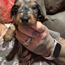 Dachshund Puppies from Hayward's House of Dach's