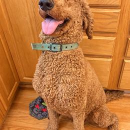 Fred - Poodle