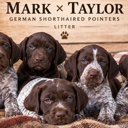 German Shorthaired Pointer puppies from Idaho GSP