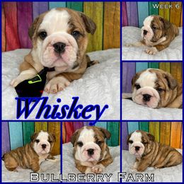 Bulldog Puppies from Bullberry Farm