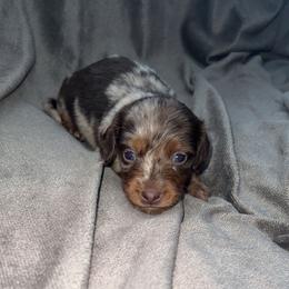 Dachshund and French Bulldog Puppies from Trust Fund Devil Kennel