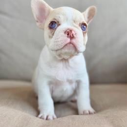 Sissy - Fawn and white female French Bulldog puppy in Wagoner, Oklahoma from Frenchie Frys