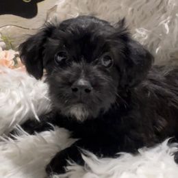 Yorkipoos from Ohio Poodle Pups