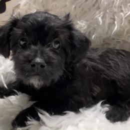 Yorkipoos from Ohio Poodle Pups