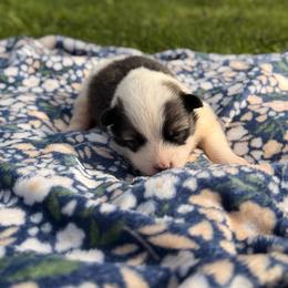 Boy 1 - male Nenets Herding Laika puppy in Rockville, Maryland from Skais the Limit