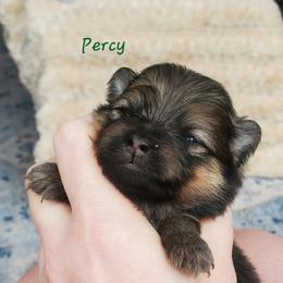 Percy - Orange sable male Pomeranian puppy in Saint Charles, Missouri from Bisous Pomeranians & Heartland Sh