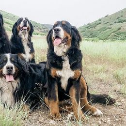 Bernese Mountain Dogs from Sparrowsnestbernese