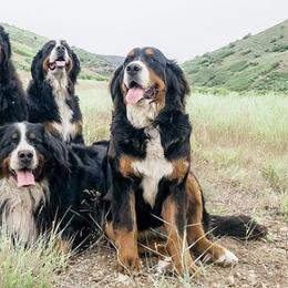 Bernese Mountain Dogs from Sparrowsnestbernese