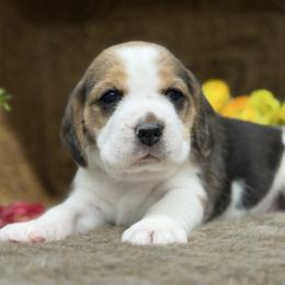 AKC Pockets - Black tan and white female Beagle puppy in Chillicothe, Missouri from Tymber Lake Beagles