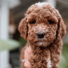 Galinda - Goldendoodle puppy from West Coast Goldendoodles