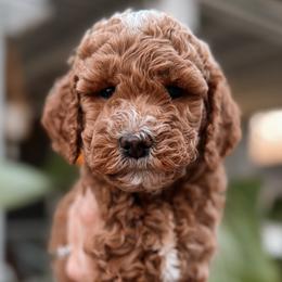 Galinda - Goldendoodle puppy from West Coast Goldendoodles