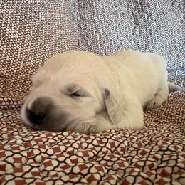 Blue collar - Light golden male Golden Retriever puppy in Barbourville, Kentucky from Home Sweet Home English Goldens