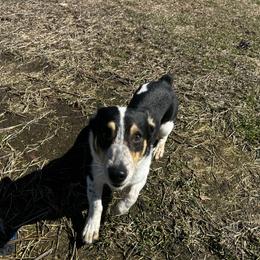 Bandit - Black and tan male Pembroke Welsh Corgi puppy in Saint George, South Carolina from Carolina cotton candy corgis