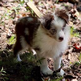 D'arcy - Red merle female Miniature Australian Shepherd puppy in Patterson, North Carolina from DreamLine Aussies