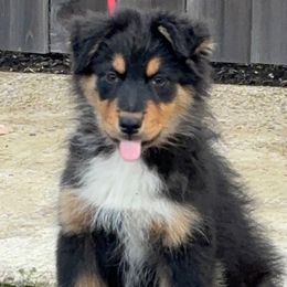 Big BART - Black tri-color male Australian Shepherd puppy in Springfield, Oregon from Lydon Australian Shepherds