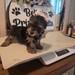 Oliver - Black and gold male Yorkshire Terrier puppy in Clermont, Florida from Bella's Prissy Butts