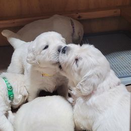 Boy 3 - Light golden male Golden Retriever puppy in Osceola, Iowa from Healing Hearts Therapy Goldens