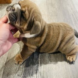 Bulldog Puppies from Kristina's Bulldogs