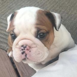 Dalton Orange - Red and white male Bulldog puppy in Laurel, Montana from Bull Mountain Bulldogs
