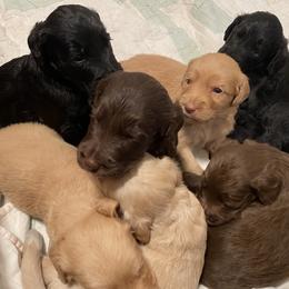 Goldendoodle puppies from Daphne Doodles