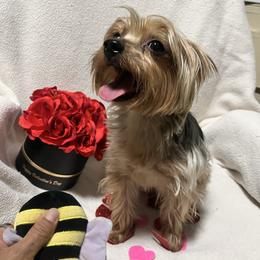 Olive - Yorkshire Terrier