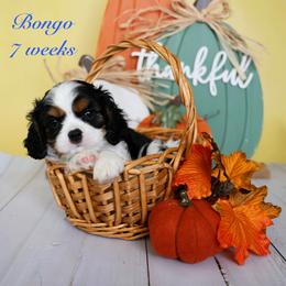 Blue - Tri-color male Cavalier King Charles Spaniel puppy in Flagstaff, Arizona from Cadelia Cavalier King Charles Spaniels