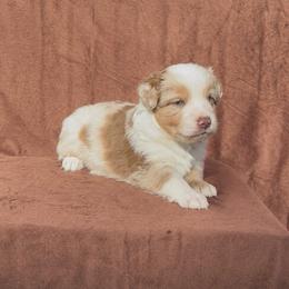 Mater - Red merle male Miniature Australian Shepherd puppy in Tecumseh, Oklahoma from Ashley's Aussies, LLC