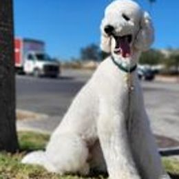 Poodles from Majestic Poodles