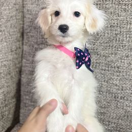 Lyza - Apricot Aussiedoodle puppy in Houston, Texas from Jomelkin Furry Pals