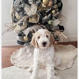 Bernedoodle and Double Doodle Puppies from ETX Dandy Doodle
