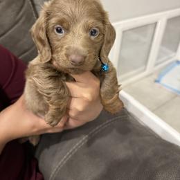 Dachshund Puppies from Weenie Land Miami