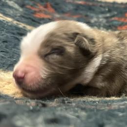 Australian Shepherd, Dachshund, and Jack Russell Terrier Puppies from Tuff Country Farm