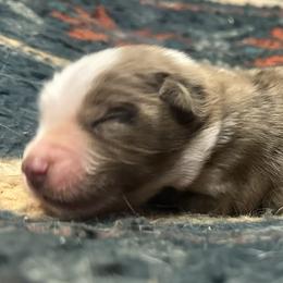 Australian Shepherd, Dachshund, and Jack Russell Terrier Puppies from Tuff Country Farm