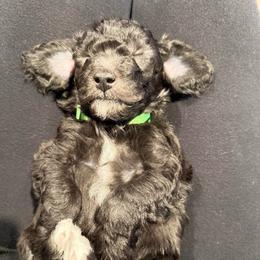 Zeus - Black male Poodle puppy in Bakersfield, California from Pedigree Poodles
