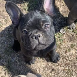 French Bulldog Puppies from Pettybilt Frenchies