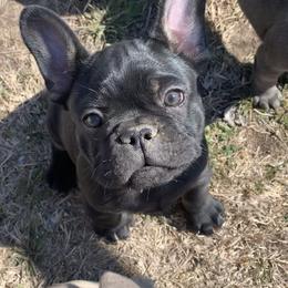 French Bulldog Puppies from Pettybilt Frenchies