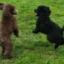 Poodle Puppies from En Vie