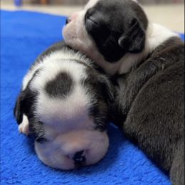 Boston Terrier Puppies from Candi's Boston Terriers