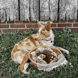Border Collie Puppies from Cullins Collies