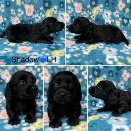 Shadow - Black male Dachshund puppy in Gatesville, Texas from Emily’s Doxie Domain
