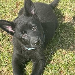 Ms. Teal - Black female German Shepherd puppy in Berlin, Wisconsin from Gypsy Miracle Kennels