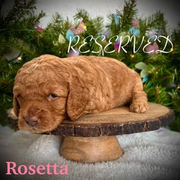 Rosetta - Red  female Goldendoodle puppy in Smithville, Tennessee from Gingerdoodles