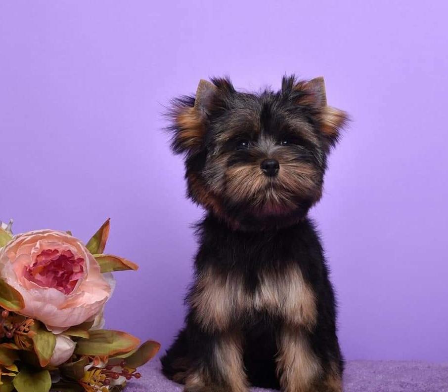 Yampa Valley Yorkies in Colorado Yorkshire Terrier puppies Good Dog