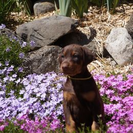 Doberman Pinscher Puppies from Laurel Vail