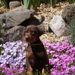 Doberman Pinscher Puppies from Laurel Vail